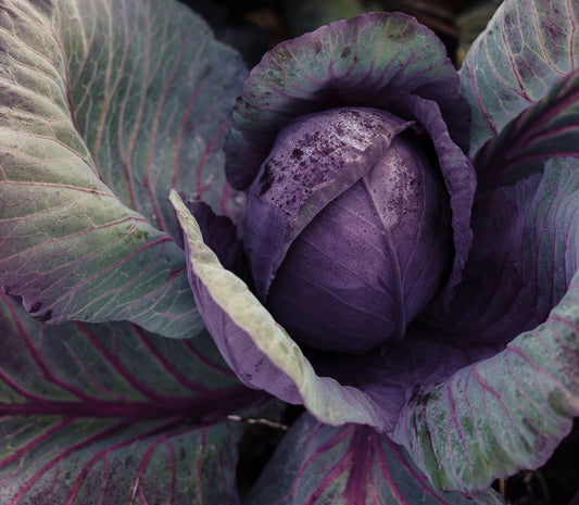 Violetti